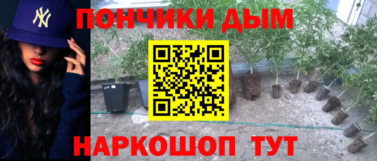 МАРИХУАНА OG Kush  Марихуана план  Конопля OG Kush  Заволжье  Вход с VPN 